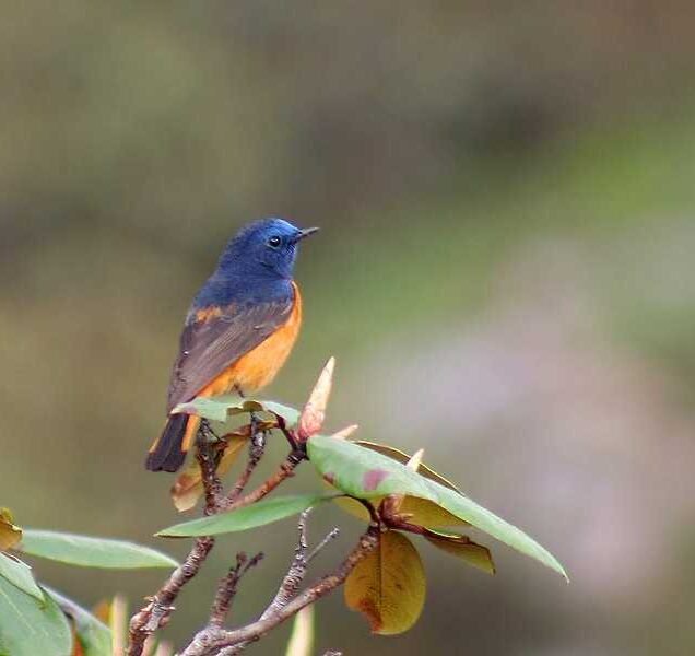 Chail Bird Sanctuary